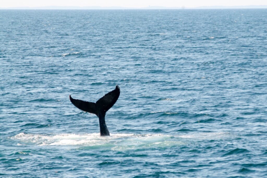 Baleine à Tadoussac