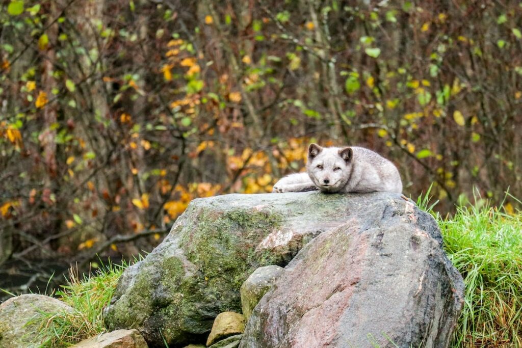 Loup dans un parc au Quebec